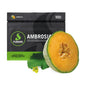 FUMARI 100G AMBROSIA